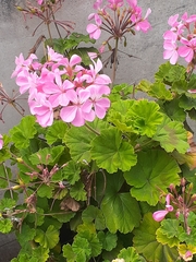 Pelargonium × hybridum