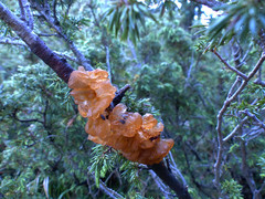 Gymnosporangium tremelloides