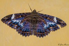 Feigeria orcynia