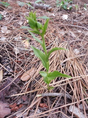 Epipactis phyllanthes