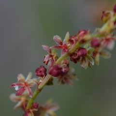 Rumiceae