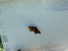 Polygonia oreas