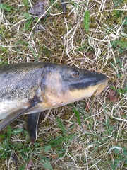 Catostomus catostomus