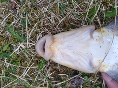 Catostomus catostomus