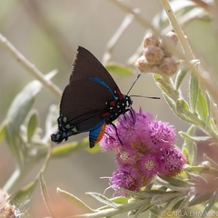 Atlides halesus
