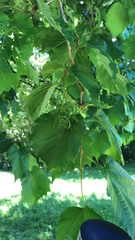 Corylus colurna