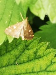 Udea olivalis