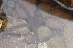 Ophioderma panamense