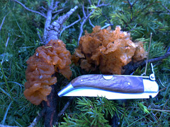 Gymnosporangium tremelloides