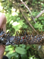 Trombidium auroraense