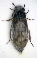 Helophorus brevipalpis
