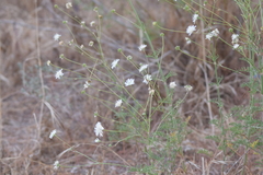 Pycnocomon rutifolium
