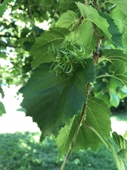 Corylus colurna