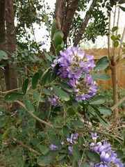 Dermatophyllum secundiflorum
