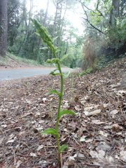 Epipactis phyllanthes