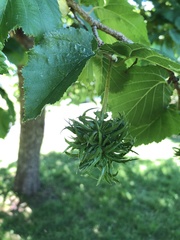 Corylus colurna