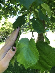 Corylus colurna