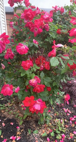 photo of Red-flowering Currant (Ribes sanguineum)