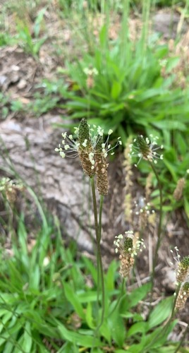 photo of Ribwort Plantain (Plantago lanceolata)