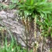 photo of Ribwort Plantain (Plantago lanceolata)