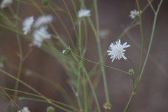Pycnocomon rutifolium