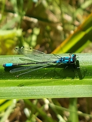 Zoniagrion exclamationis
