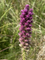 Liatris pycnostachya pycnostachya