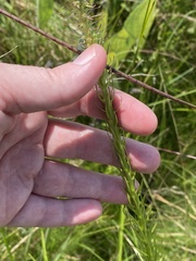 Liatris pycnostachya pycnostachya