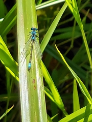 Zoniagrion exclamationis