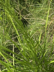 Liatris pycnostachya pycnostachya