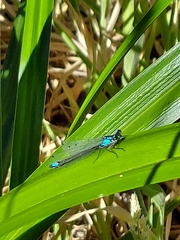 Zoniagrion exclamationis