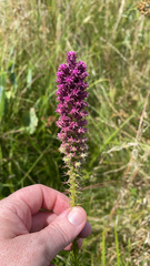 Liatris pycnostachya pycnostachya