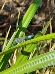 Zoniagrion exclamationis