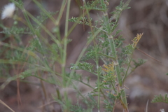 Pycnocomon rutifolium