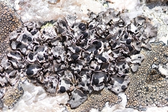 Umbilicaria virginis