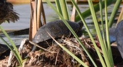 Emys orbicularis occidentalis