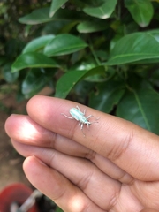 Compsus viridivittatus