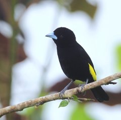 Ramphocelus flammigerus icteronotus