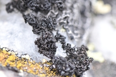 Pseudephebe minuscula