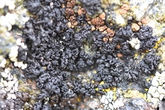 Pseudephebe minuscula