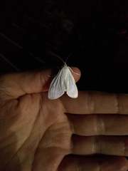 Palpita flegia
