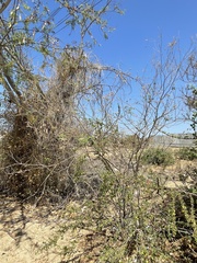 Erythrostemon pannosus