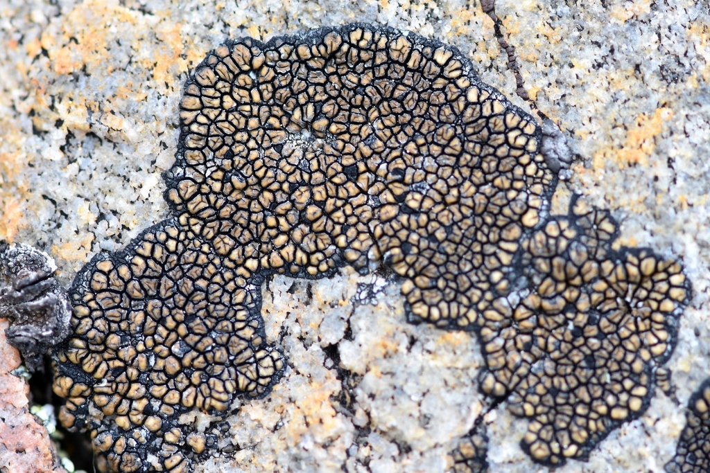 Copper Patch Lichen