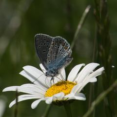 Polyommatus icarus