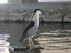 Nycticorax nycticorax