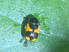 Cryptocephalus binominis