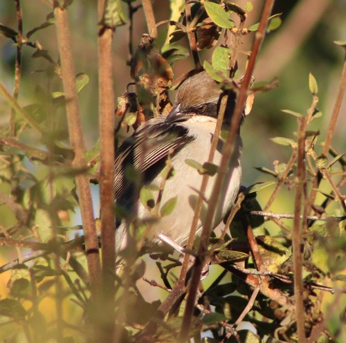 Cinereous Warbling Finch (Microspingus cinereus), photo 7