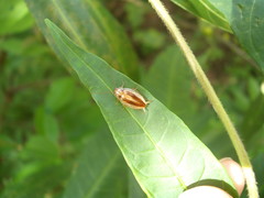 Celeriblattina minor