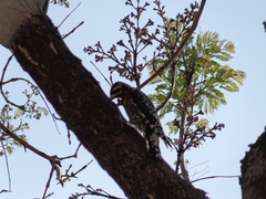 Sphyrapicus varius