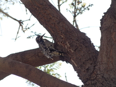 Sphyrapicus varius